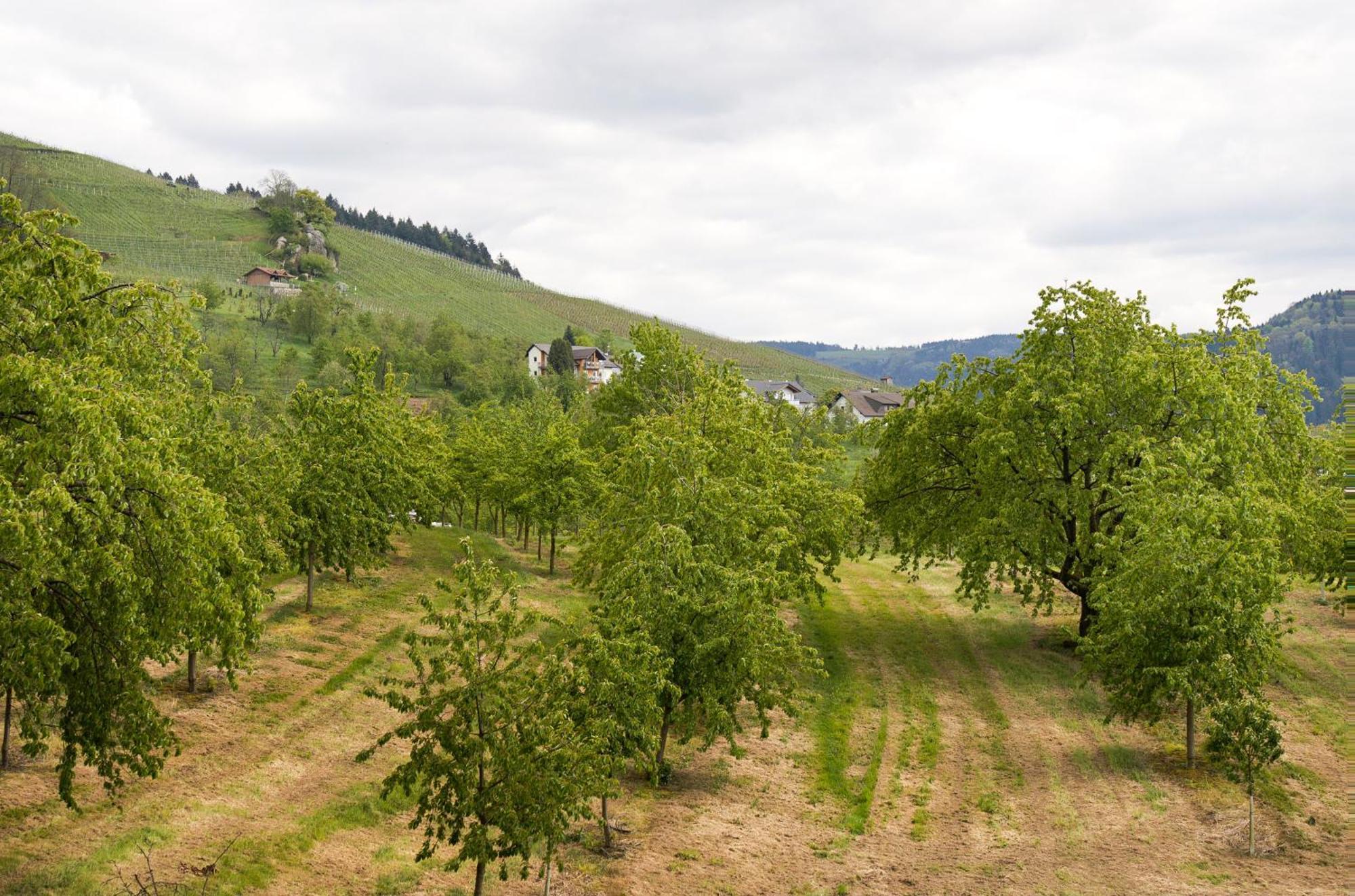 Dasensteinblick Kappelrodeck Exterior foto